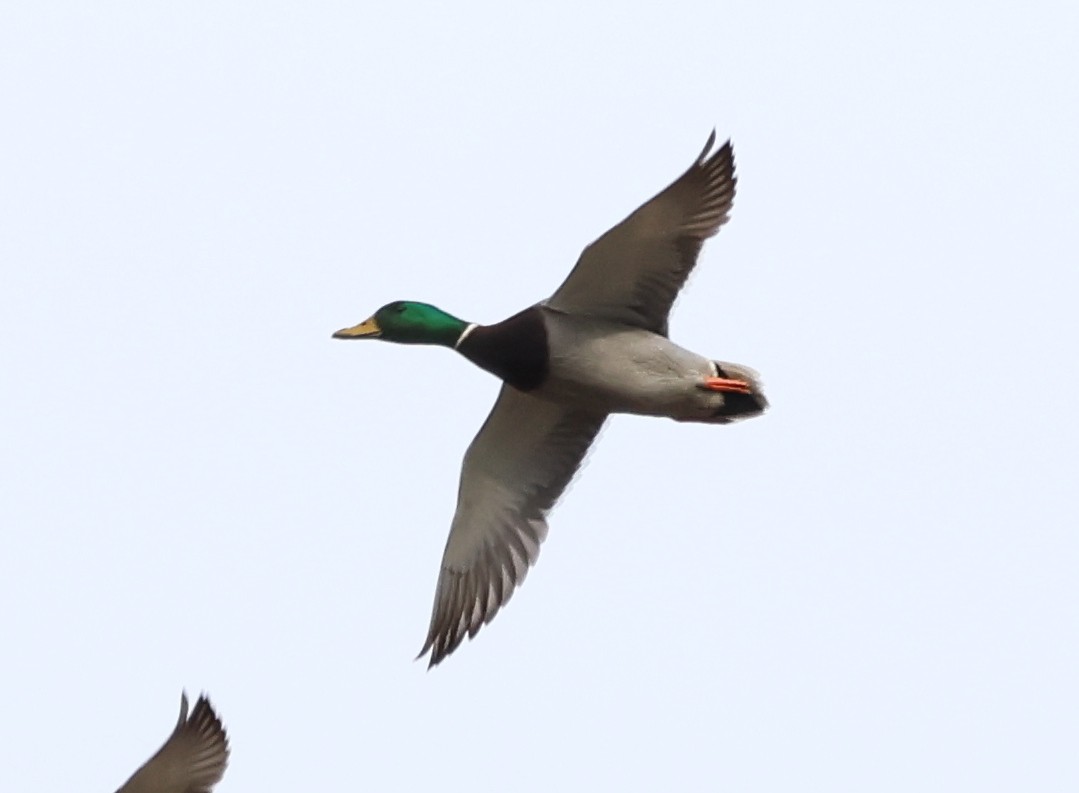 Mallard - ML646689299