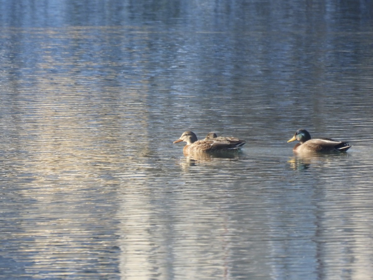 Mallard - ML646689303