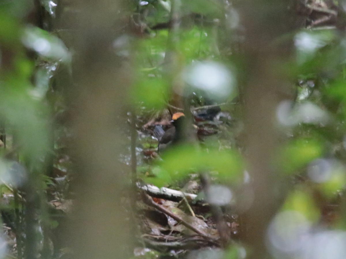 Красношапочная муравейница - ML646689306