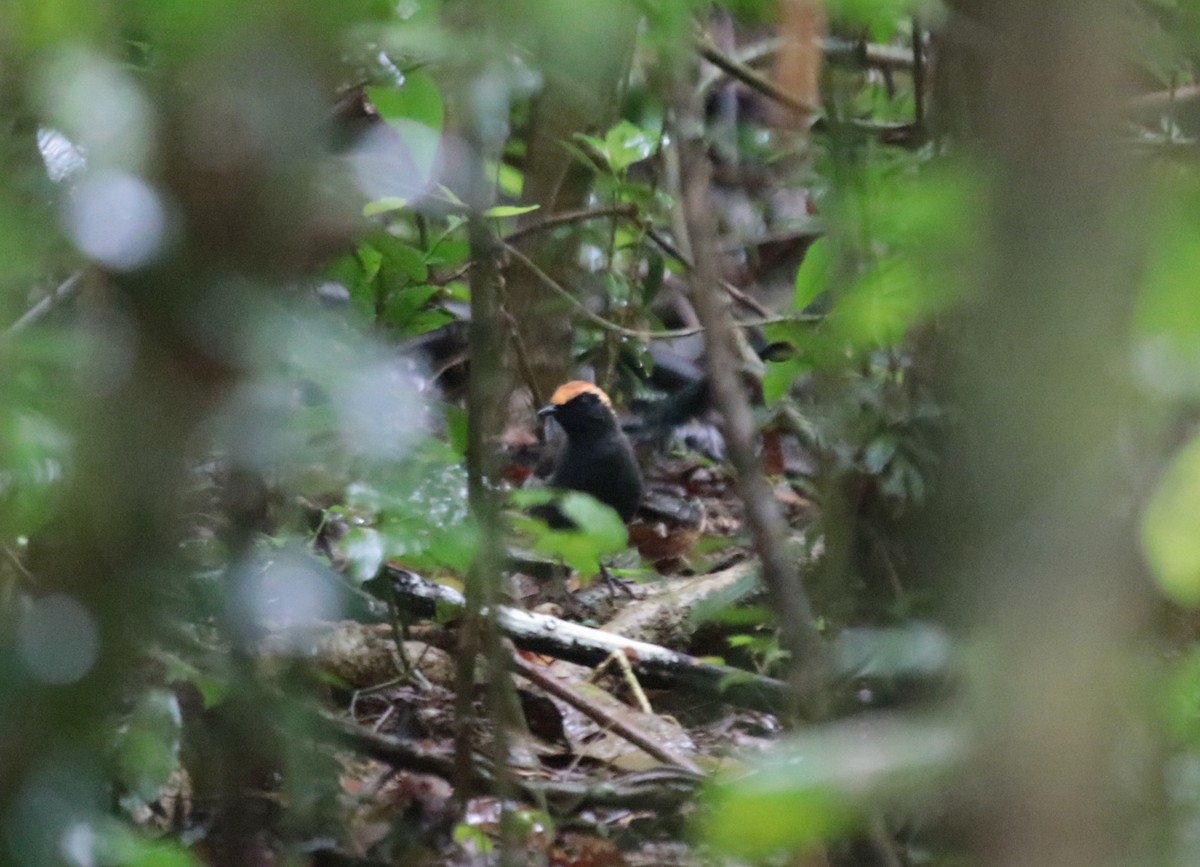 Красношапочная муравейница - ML646689307