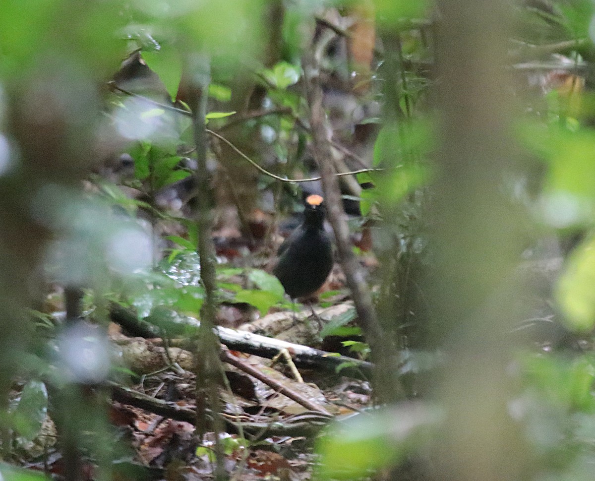 Красношапочная муравейница - ML646689308