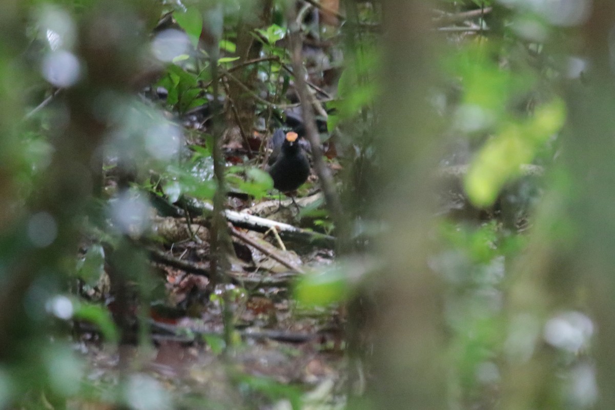 Красношапочная муравейница - ML646689309