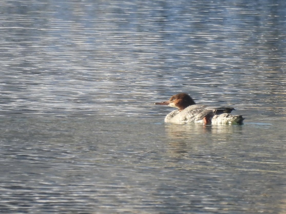 Smergo maggiore - ML646689310