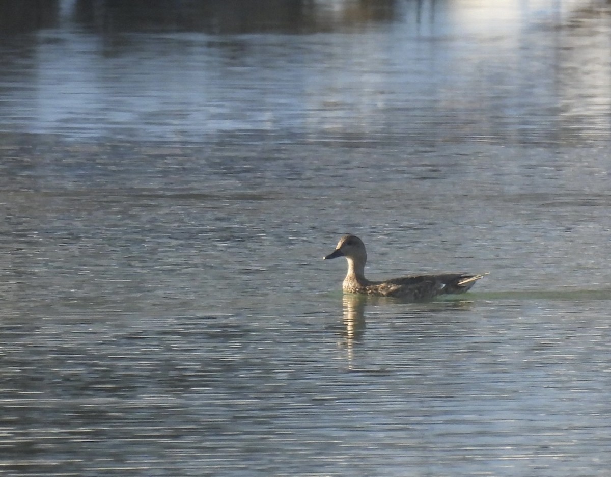 Canapiglia - ML646689316