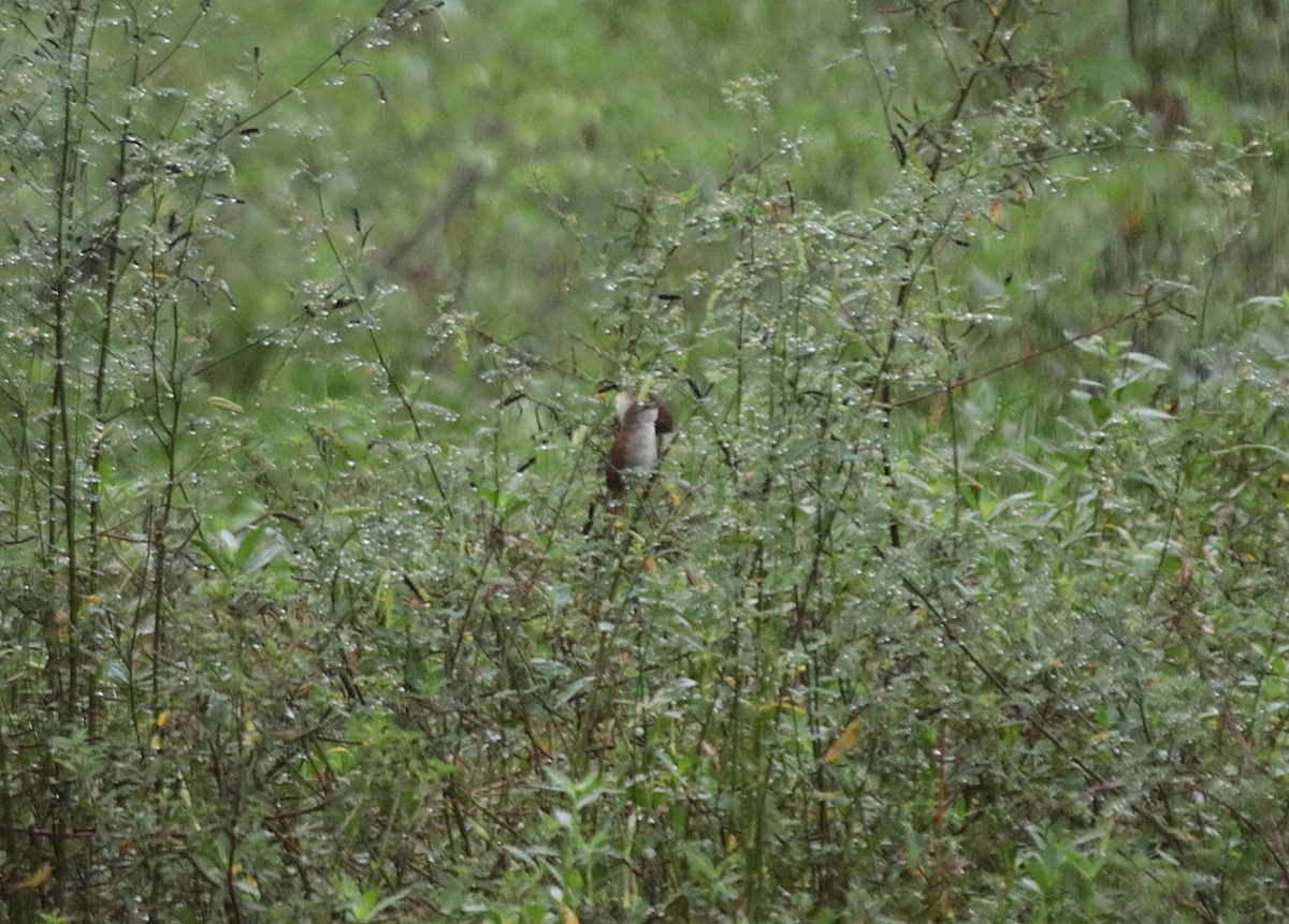 Желтогорлая пищуховая иглохвостка - ML646689317