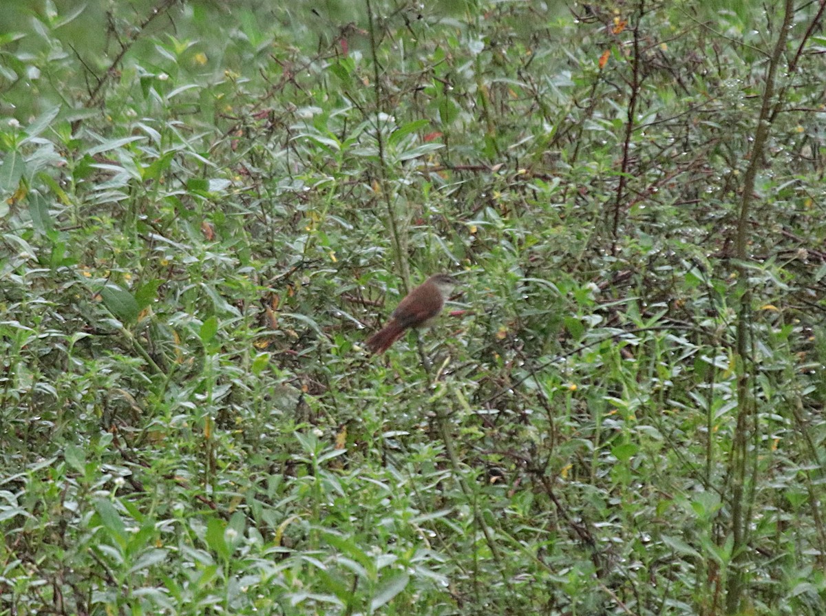 Желтогорлая пищуховая иглохвостка - ML646689318