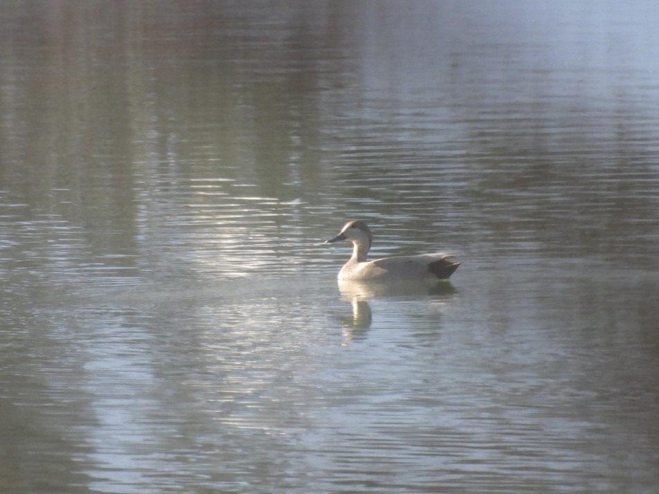 Canapiglia - ML646689319