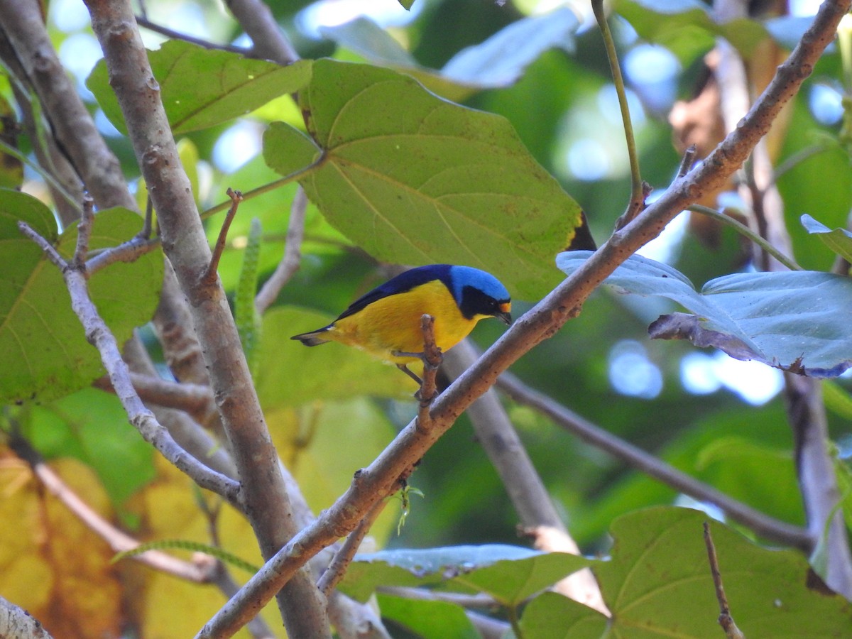 Puerto Rican Euphonia - ML646689322