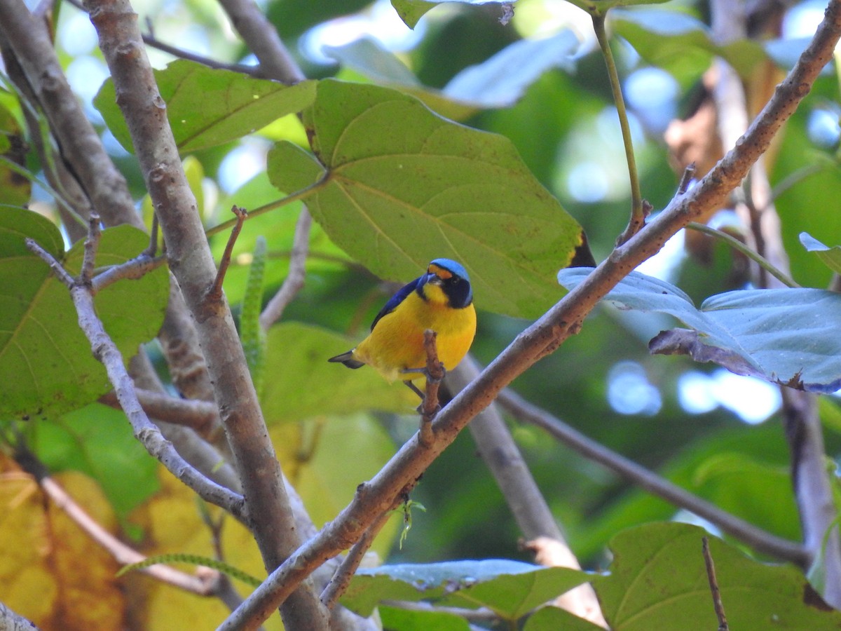 Puerto Rican Euphonia - ML646689324