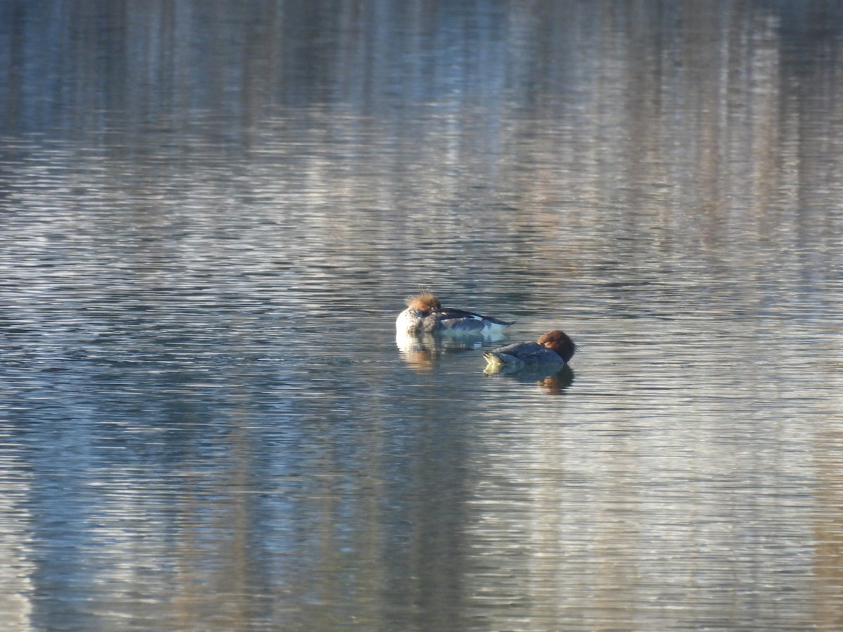 Smergo minore - ML646689326