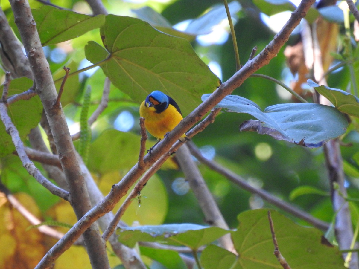 Puerto Rican Euphonia - ML646689327