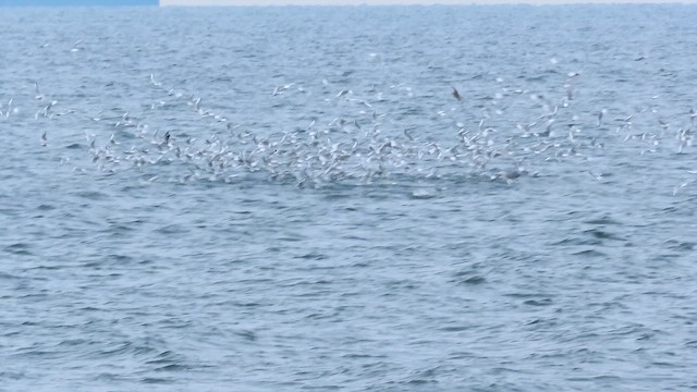 Bonaparte's Gull - ML646689331