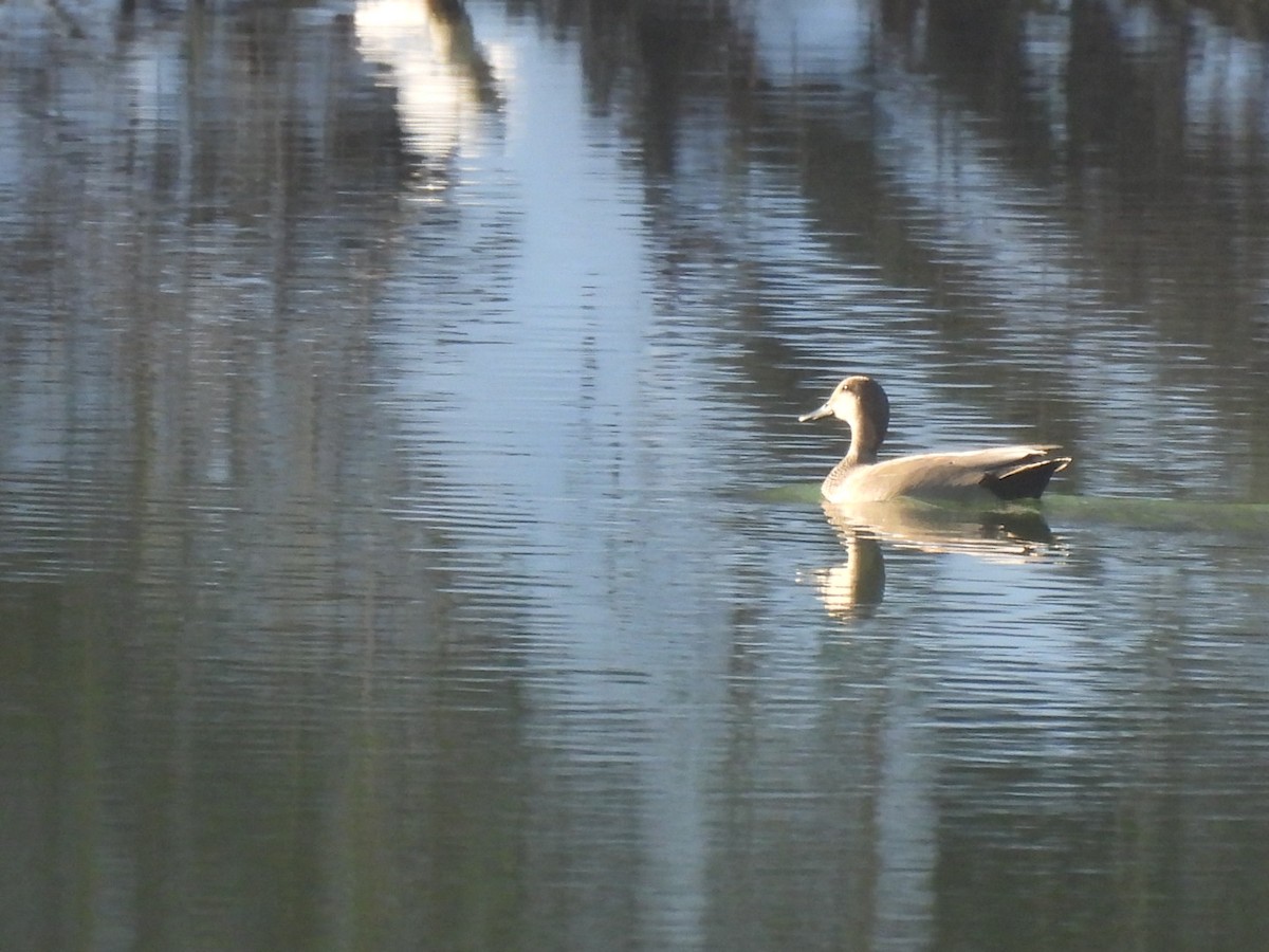 Canapiglia - ML646689332