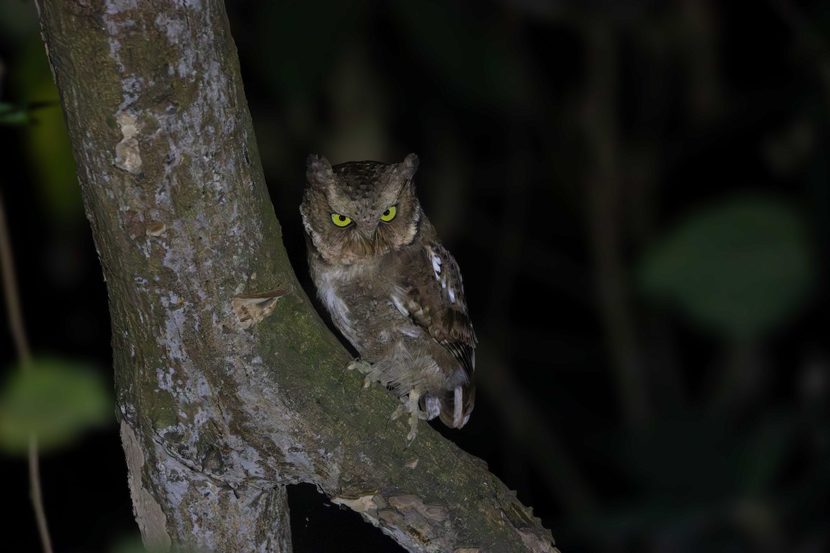 Пятнистая сплюшка - ML646689334