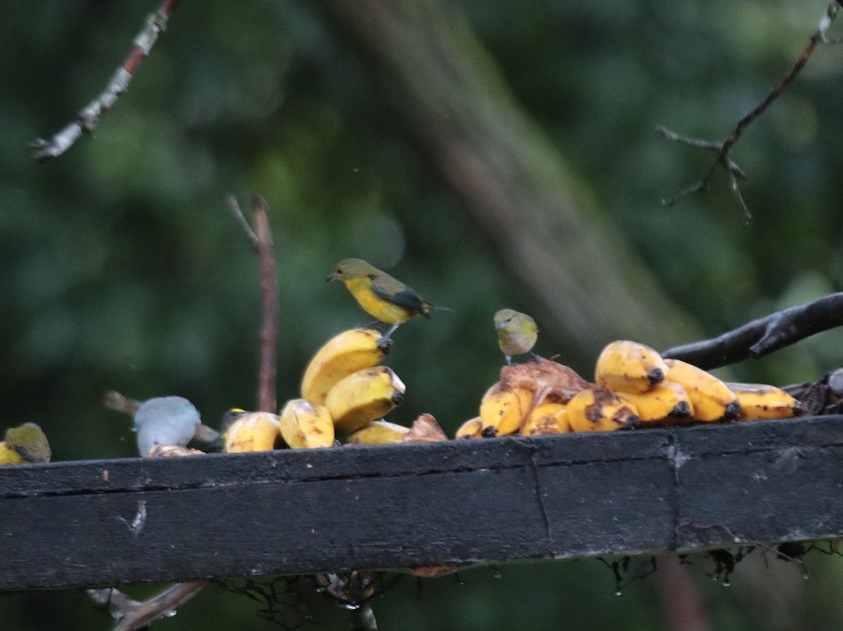 Пурпурногорлая эуфония - ML646689336