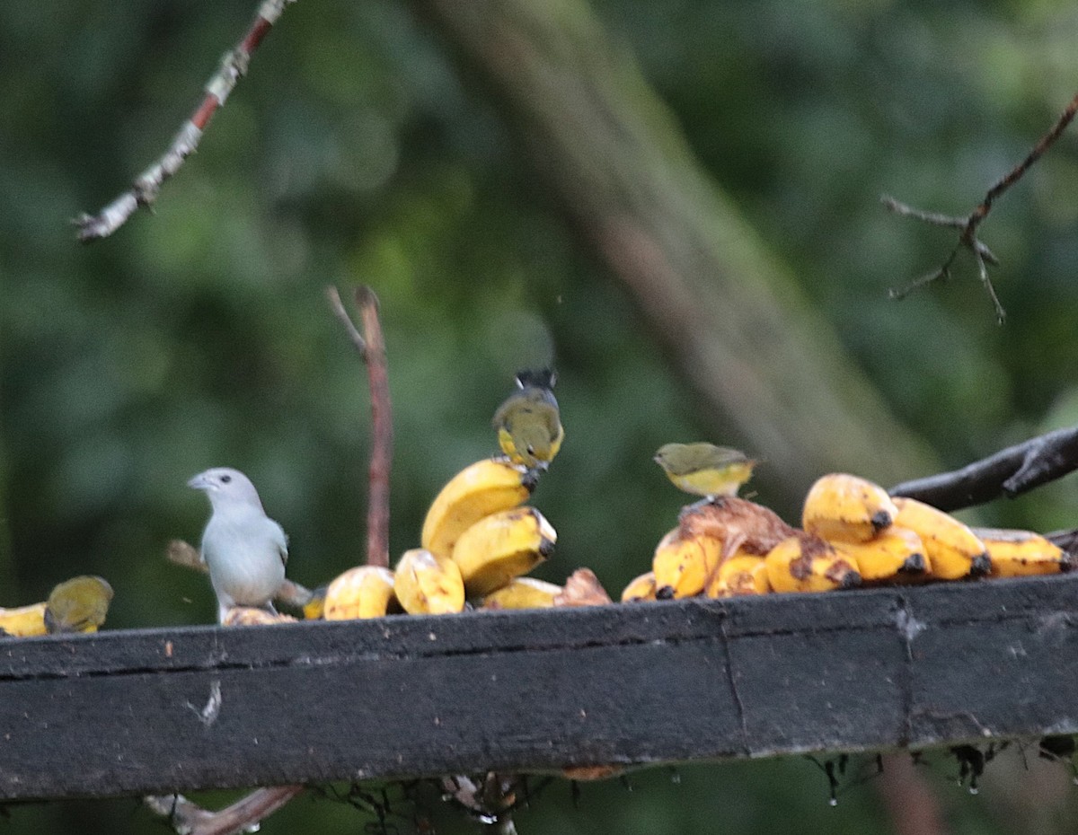 Пурпурногорлая эуфония - ML646689337