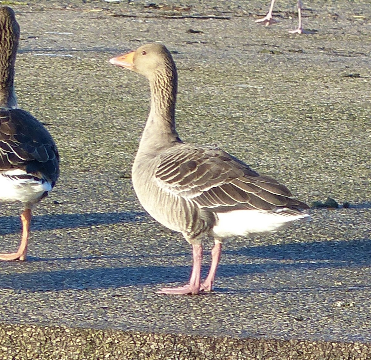 ハイイロガン - ML646689338