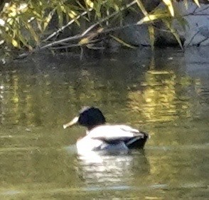 Mallard - ML646689340