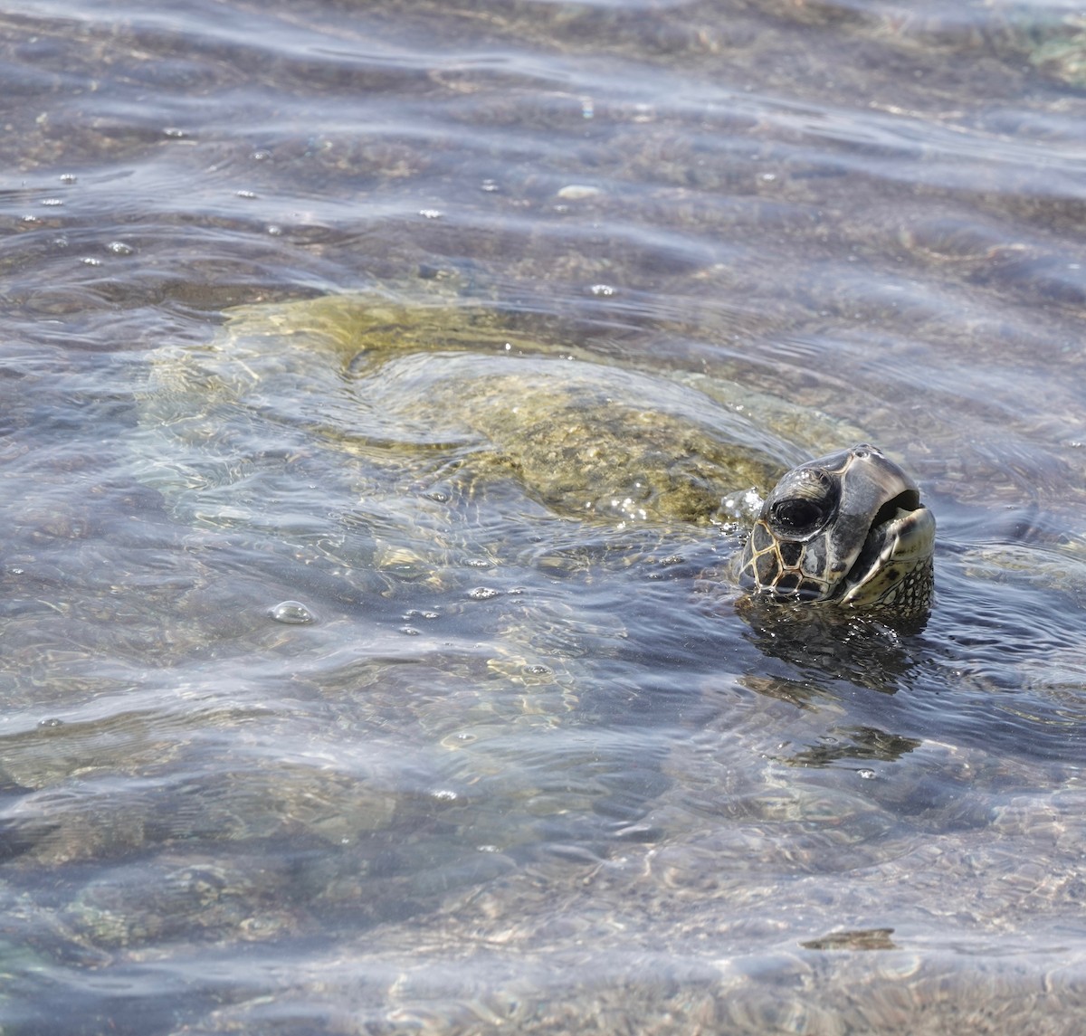 Green Sea Turtle - ML646689341