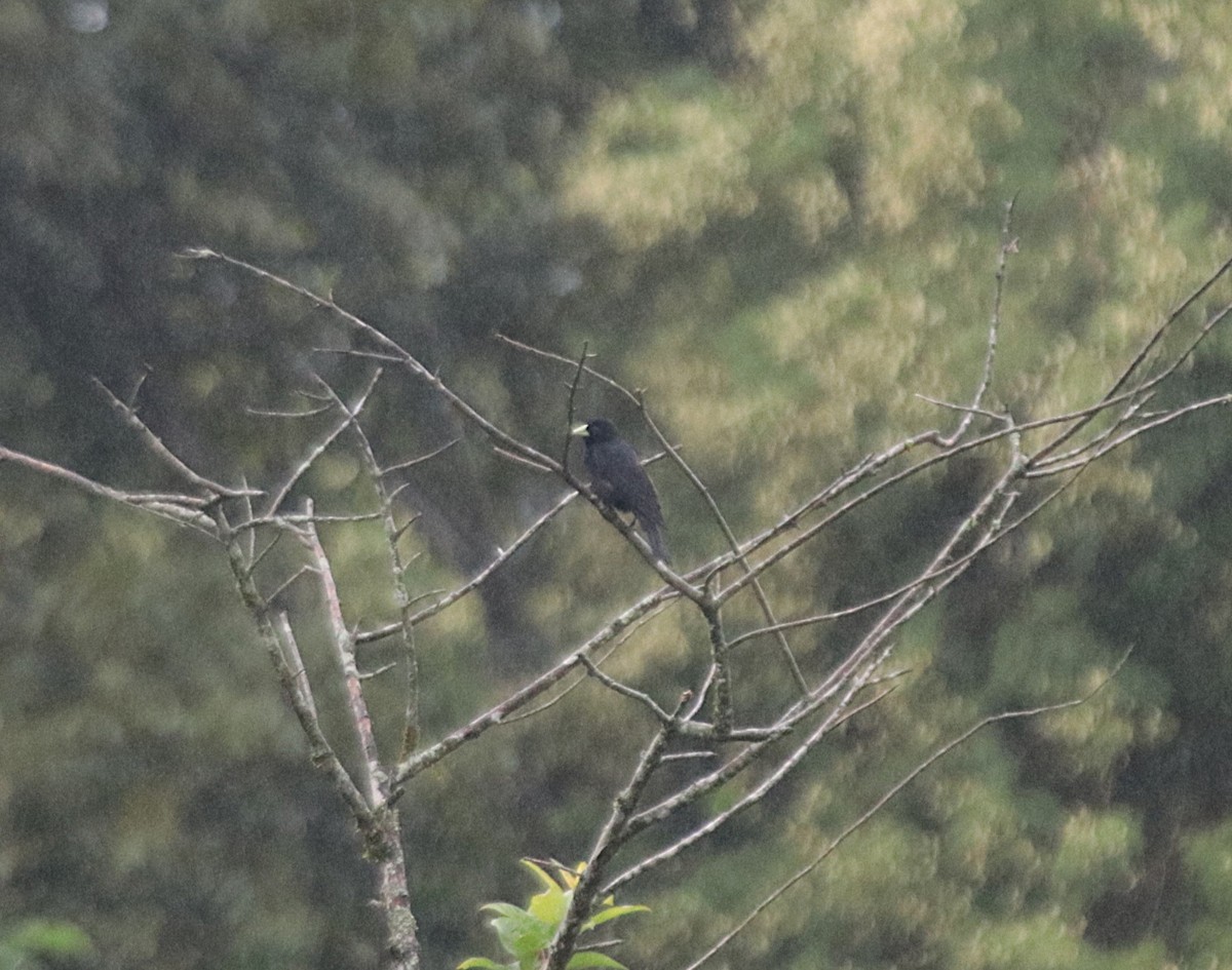 Красноспинный кассик - ML646689342