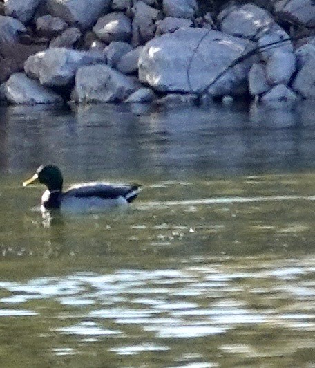 Mallard - ML646689343