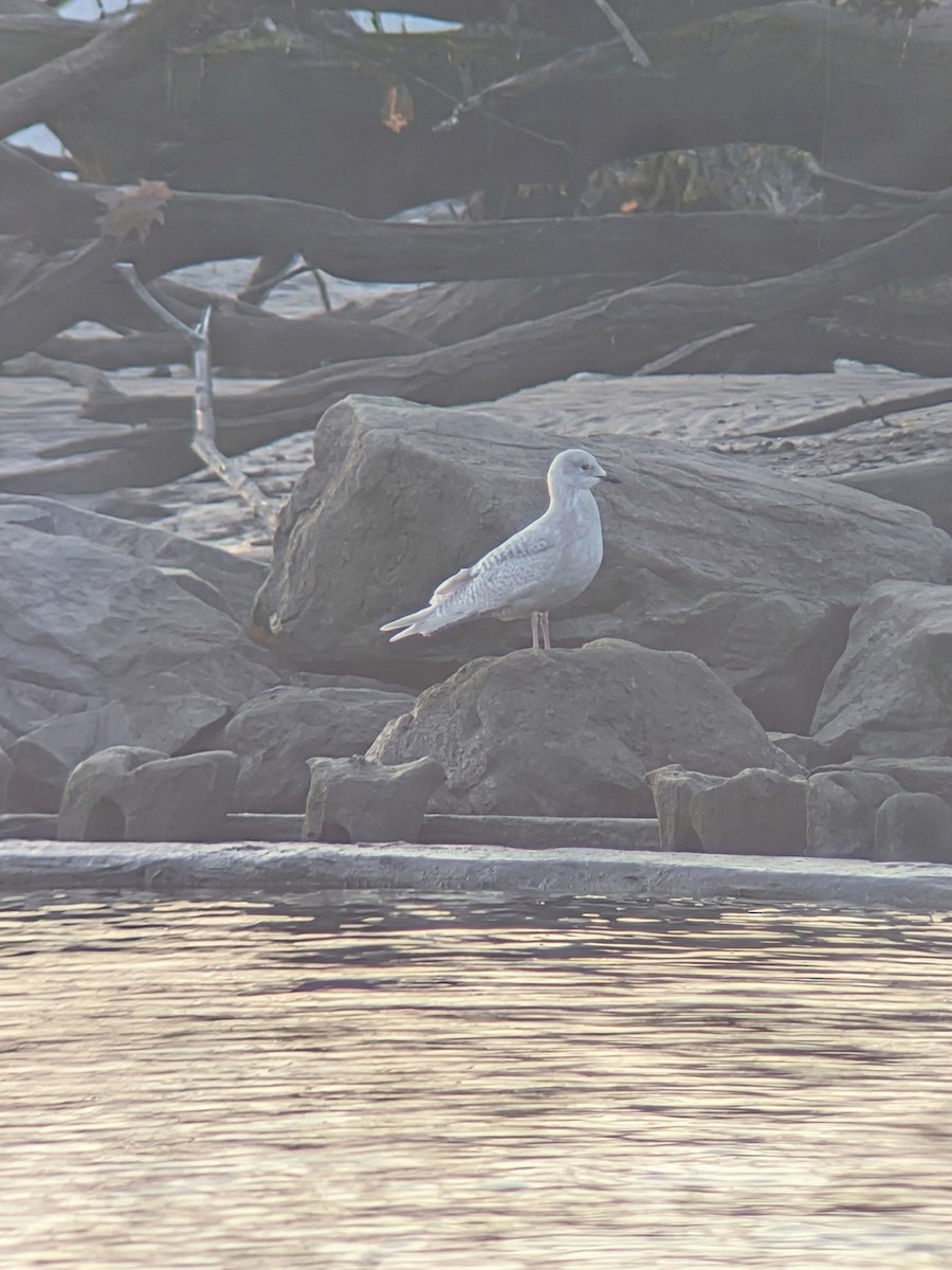 Iceland Gull (kumlieni) - ML646689345