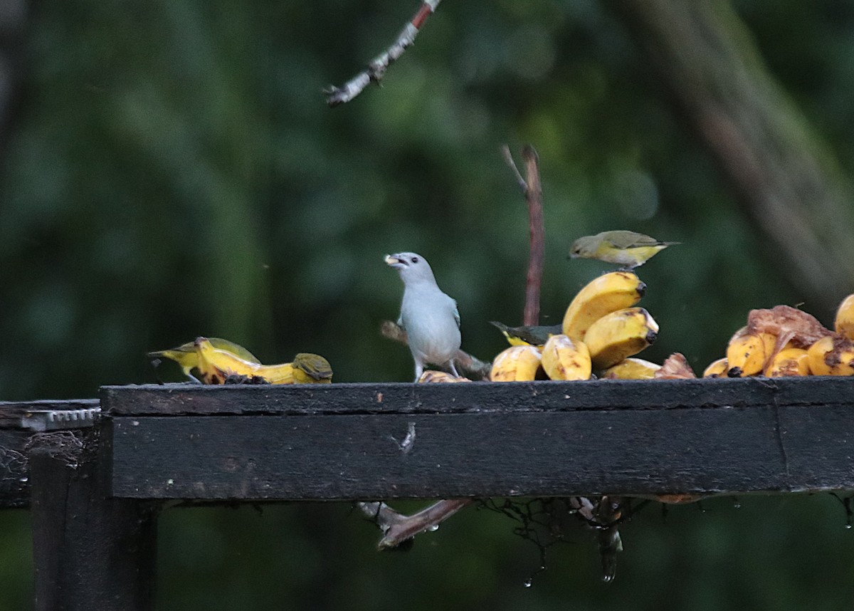 Бразильская танагра - ML646689346