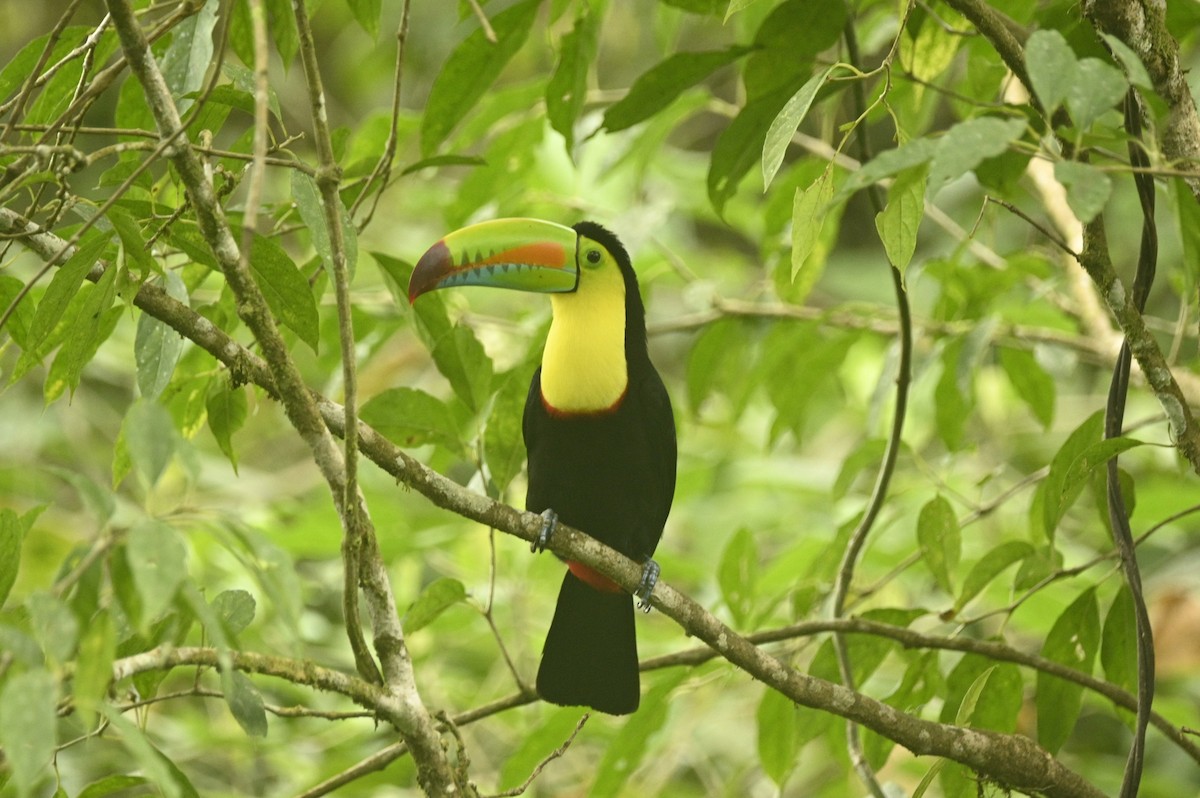 Fischertukan - ML646689350