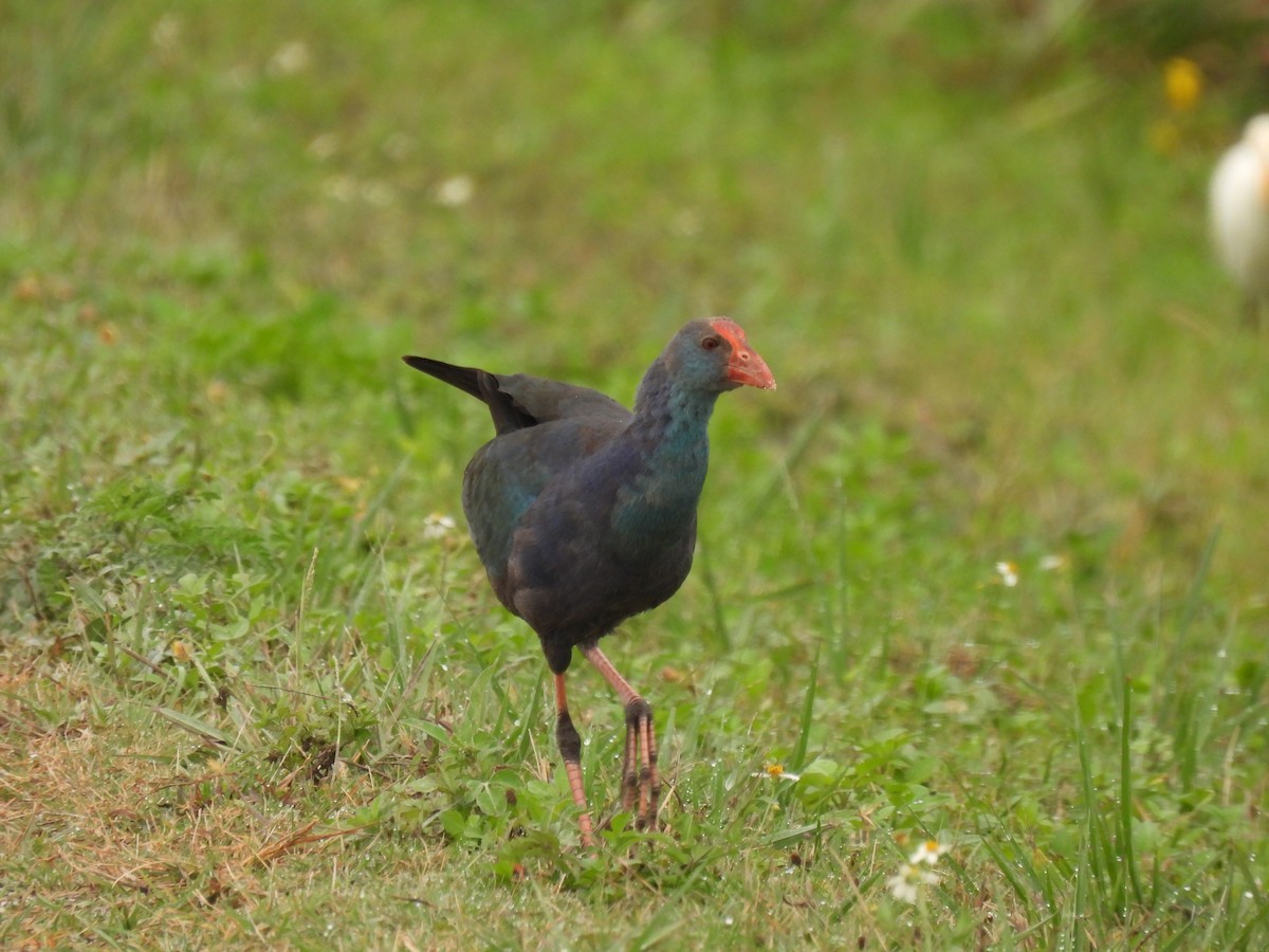 Сероголовая султанка - ML646689366