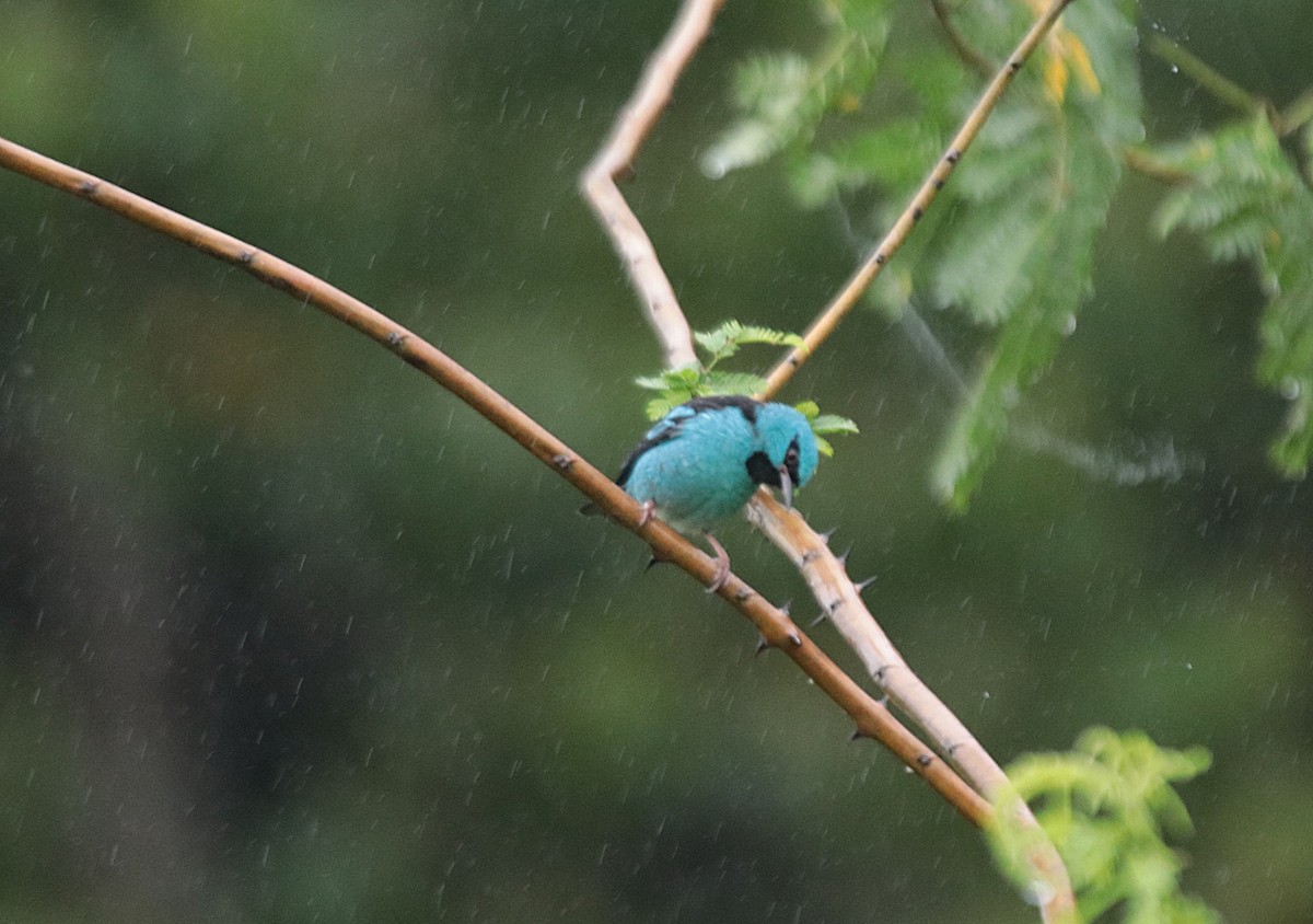 Синий дакнис - ML646689367