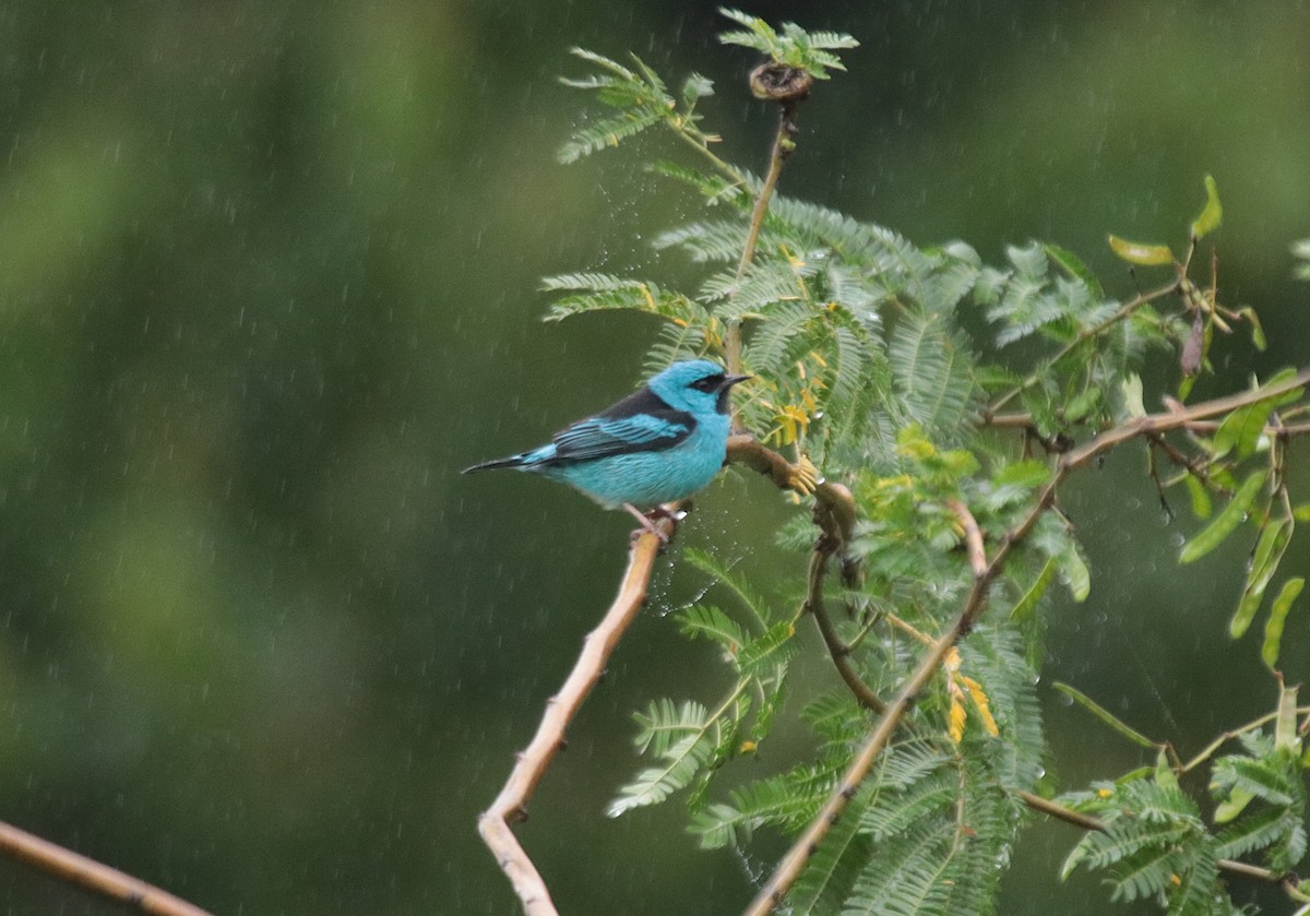 Синий дакнис - ML646689368