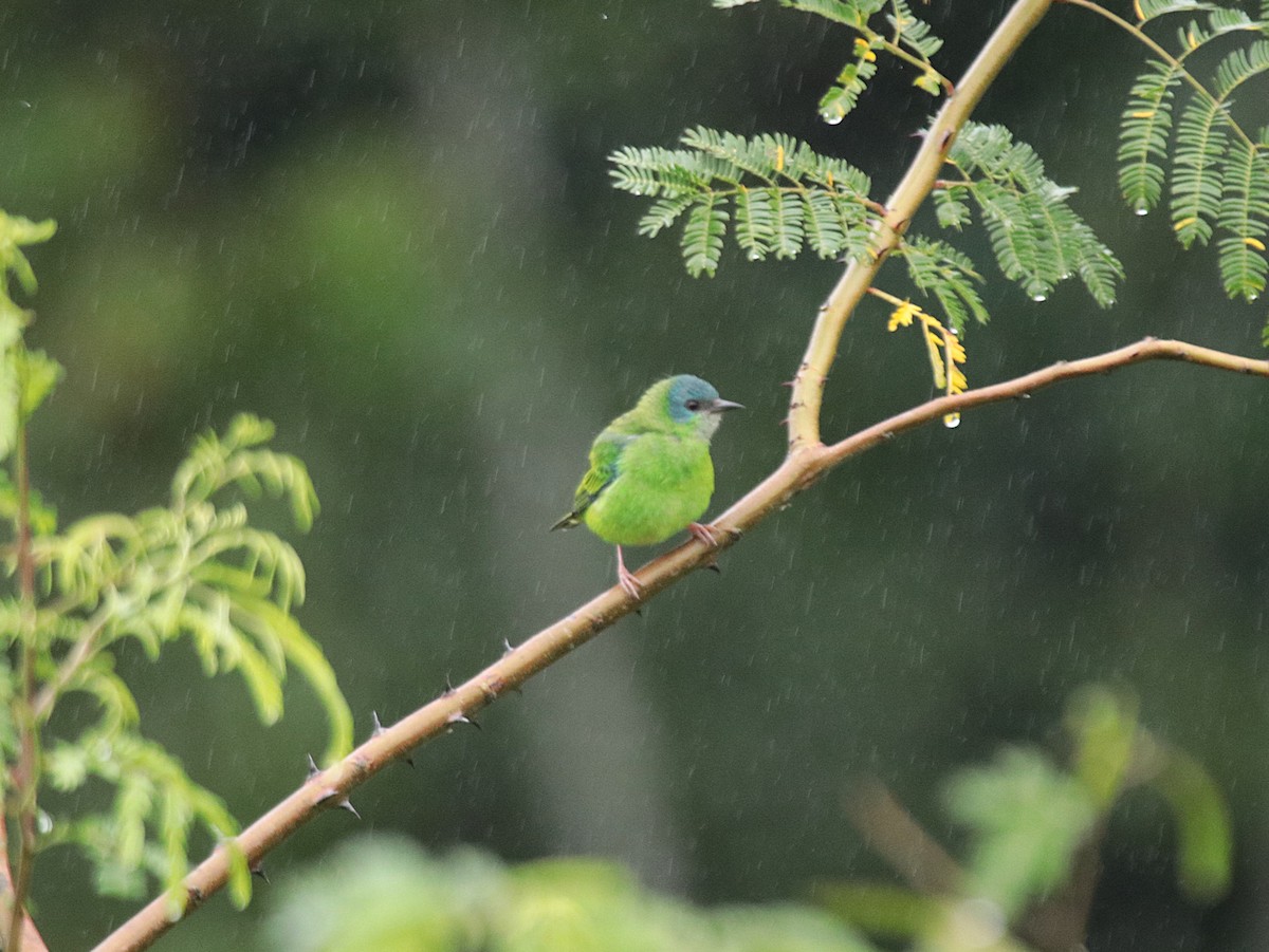 Синий дакнис - ML646689370