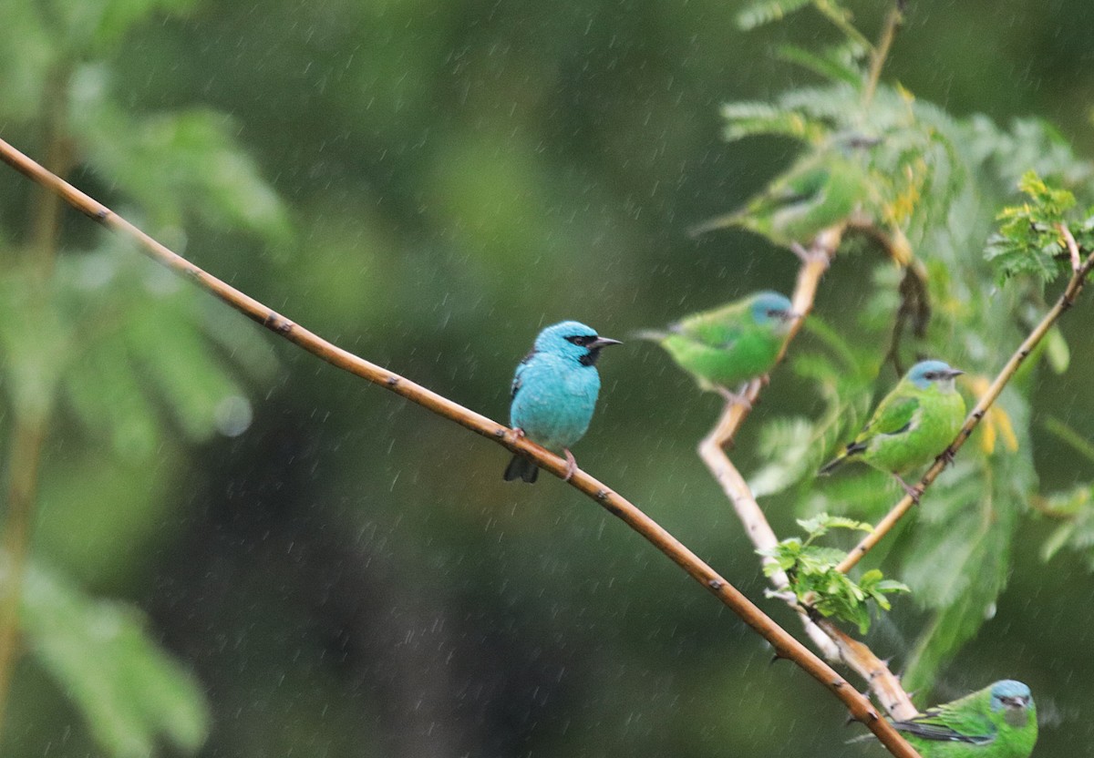 Синий дакнис - ML646689371