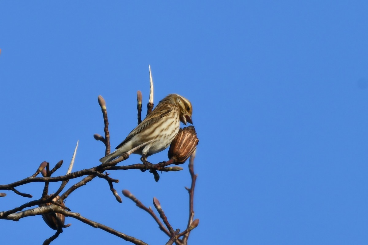 Camachuelo Purpúreo - ML646689376