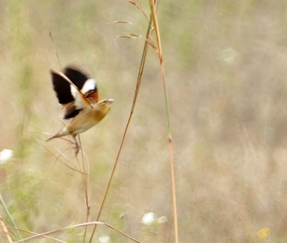 White-winged Widowbird - ML646689378