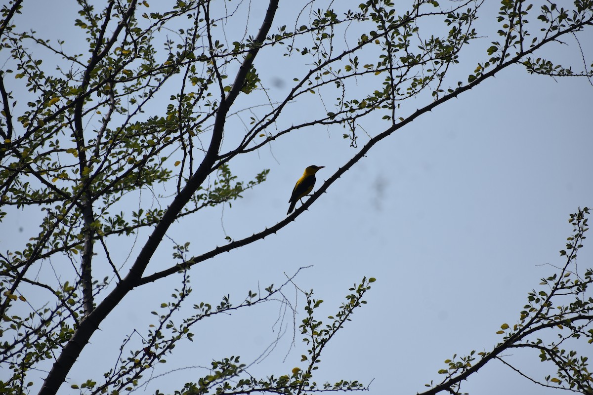Indian Golden Oriole - ML646689381