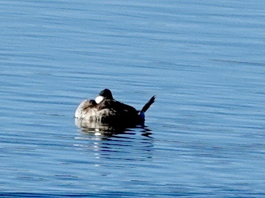 Ruddy Duck - ML646689384