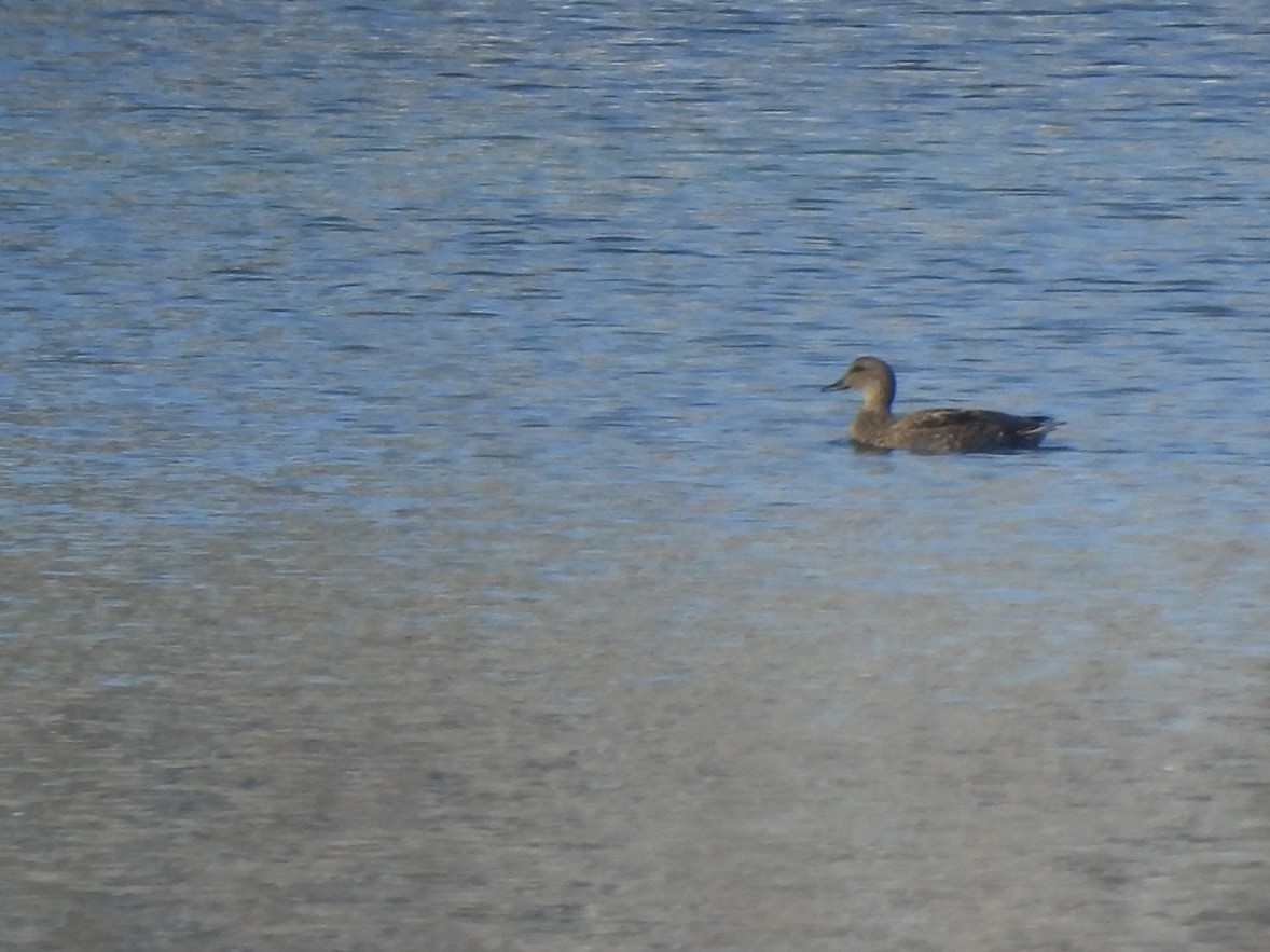 Canapiglia - ML646689387