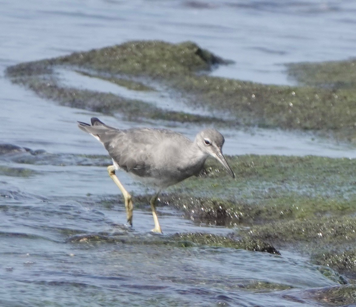 Wandering Tattler - ML646689388