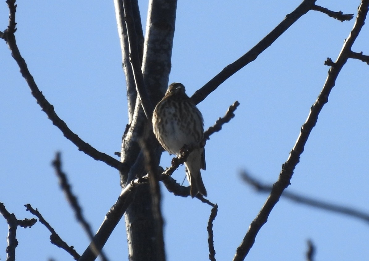 Camachuelo Purpúreo - ML646689393