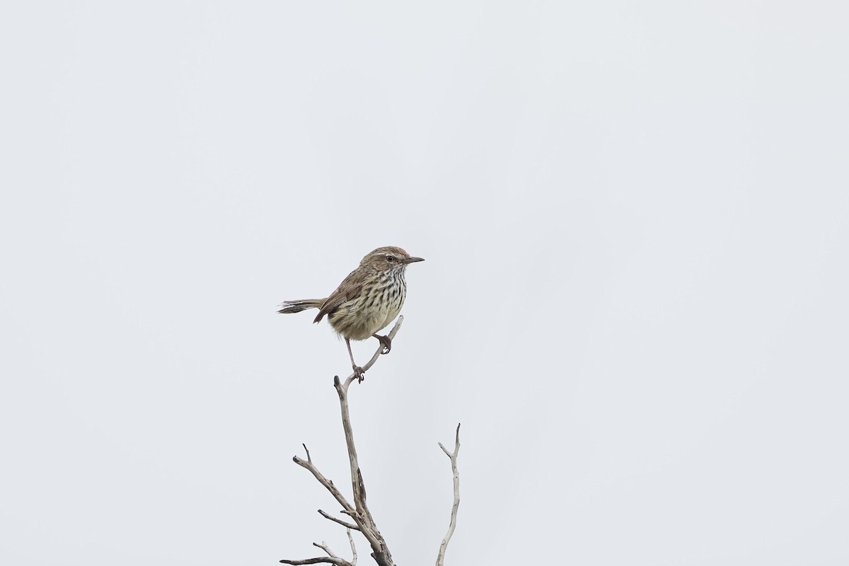 Western Fieldwren - ML646689395