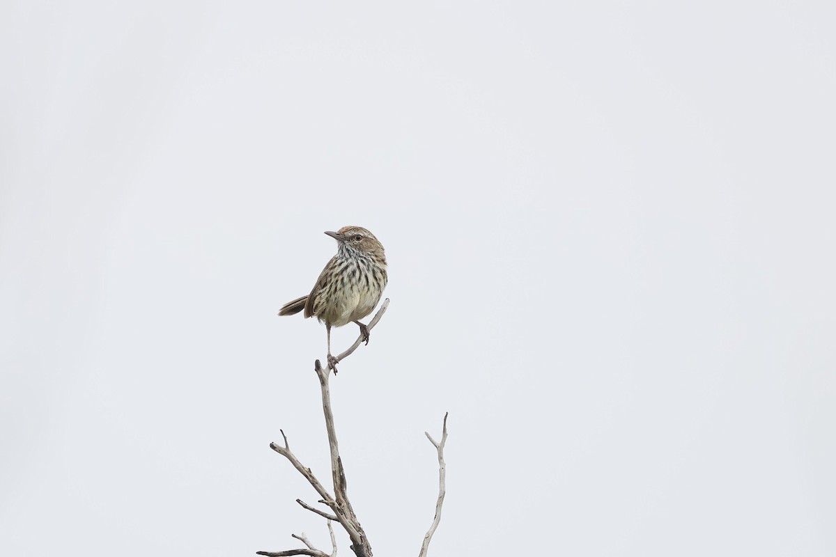 Western Fieldwren - ML646689396