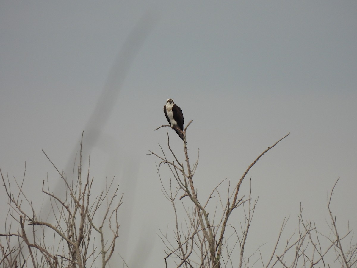 Скопа - ML646689397