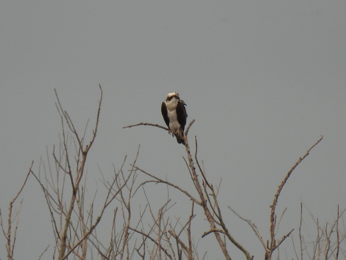 Скопа - ML646689399