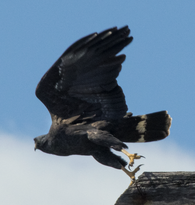 Common Black Hawk - ML646689404