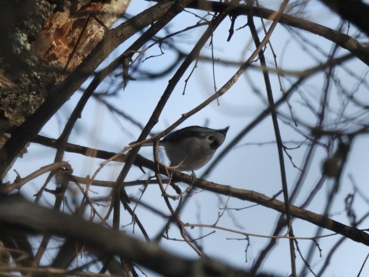 Tufted Titmouse - ML646689408