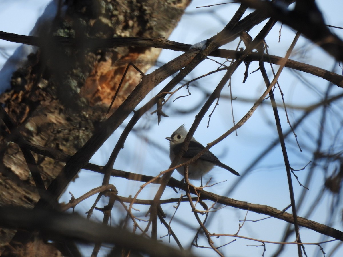 Tufted Titmouse - ML646689409
