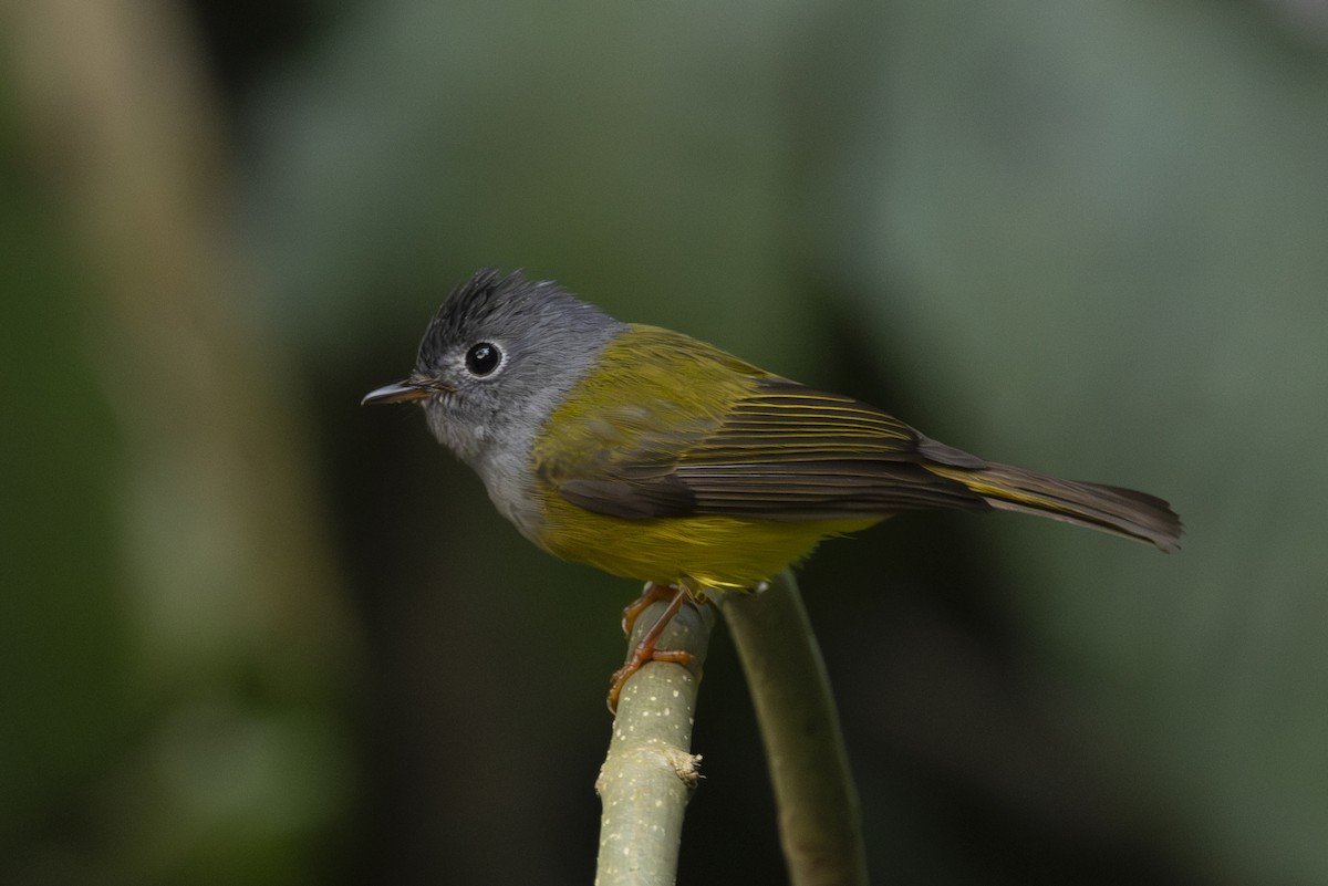 Gobemoustique à tête grise - ML646689410