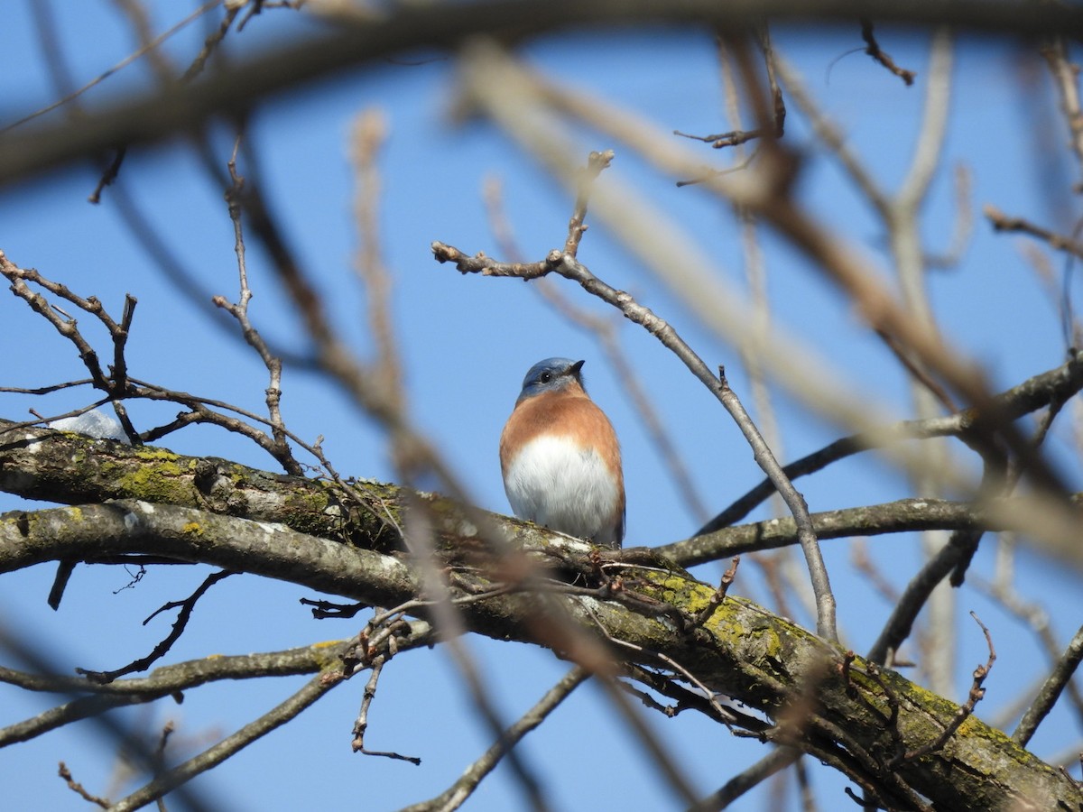Eastern Bluebird - ML646689414