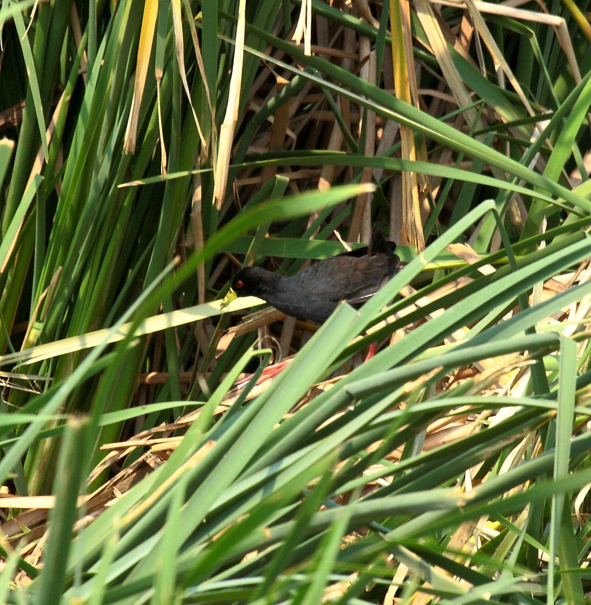 アフリカクロクイナ - ML646689417